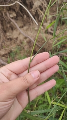 Poaceae