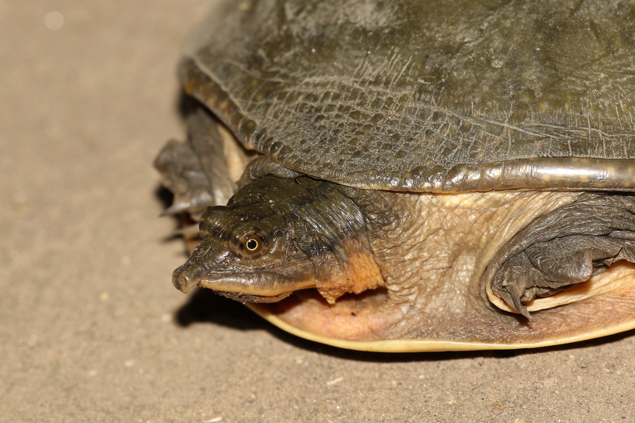 Cycloderma frenatum Peters, 1854