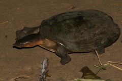Cycloderma frenatum