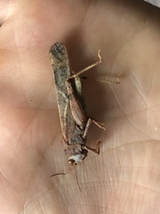 Dissosteira carolina