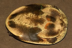 Cycloderma frenatum