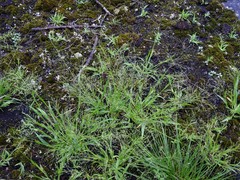 Panicum philadelphicum philadelphicum