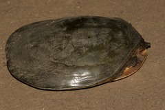 Cycloderma frenatum