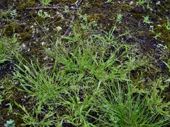 Panicum philadelphicum philadelphicum