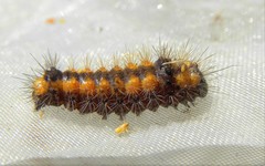 Acronicta rumicis