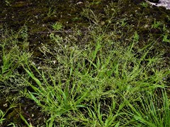 Panicum philadelphicum philadelphicum