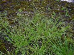 Panicum philadelphicum philadelphicum