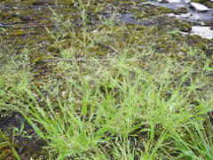 Panicum philadelphicum philadelphicum