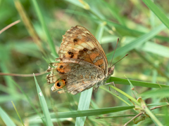 Junonia orithya