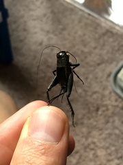 Gryllus pennsylvanicus