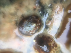 Testudinalia testudinalis