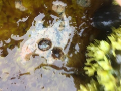 Testudinalia testudinalis