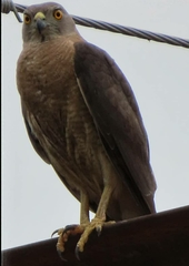 Accipiter badius