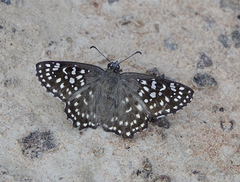 Caprona alida
