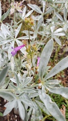Penstemon gracilentus