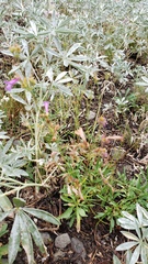 Penstemon gracilentus