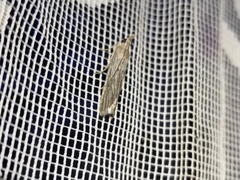 Epischnia prodromella