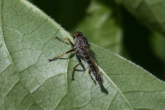 Neoitamus flavofemoratus