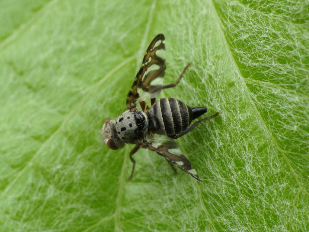 Ptiloedaspis