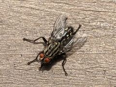 Sarcophagidae