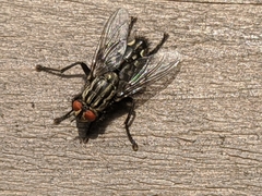 Sarcophagidae