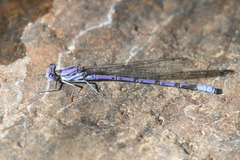 Argia munda