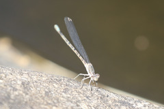Argia immunda
