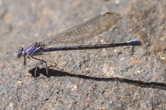 Argia munda