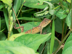Calotes versicolor