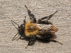 Bombus pascuorum
