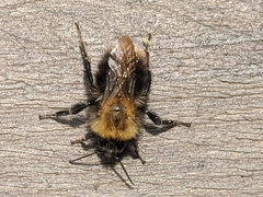 Bombus pascuorum