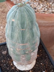 Euphorbia obesa