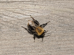 Bombus pascuorum