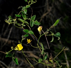 Rhynchosia schlechteri