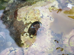 Pagurus acadianus