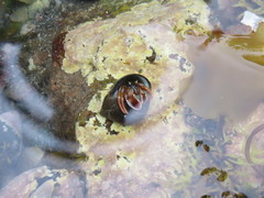 Pagurus acadianus