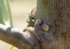 Cochlicella