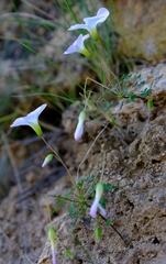Oxalis comosa