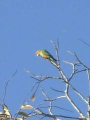Aratinga auricapillus