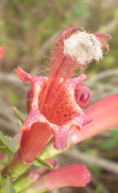 Esterhazya macrodonta