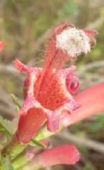 Esterhazya macrodonta