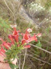 Esterhazya macrodonta