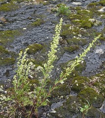 Artemisia campestris caudata