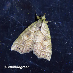 Olulis puncticinctalis