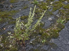 Artemisia campestris caudata