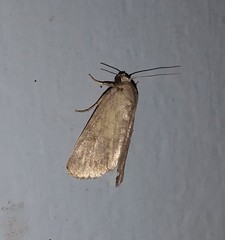 Noctuidae