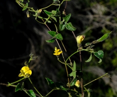 Rhynchosia schlechteri