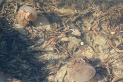 Phyllorhiza punctata