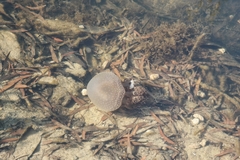 Phyllorhiza punctata