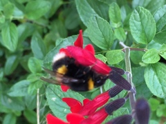 Bombus lucorum